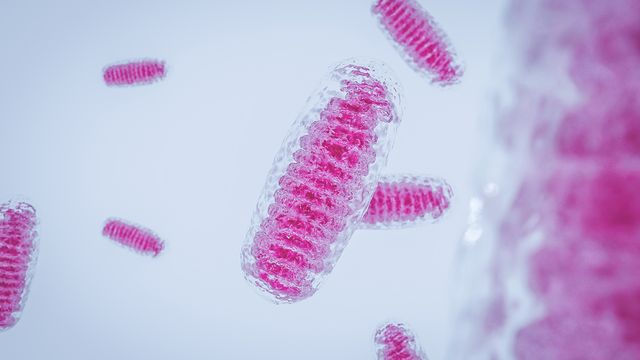 https://assets.technologynetworks.com/production/dynamic/images/content/416832/3d-render-of-mitochondria-sd-75330-640x360.jpg?cb=20260924