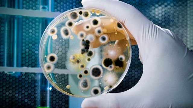 Fungal identification assays using a mold-filled petri dish in environmental monitoring. 
