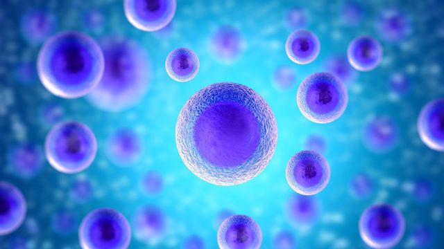 Microscopic illustration of cultured cells. 