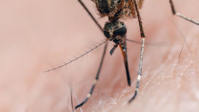 Close-up of a mosquito feeding on human skin. 