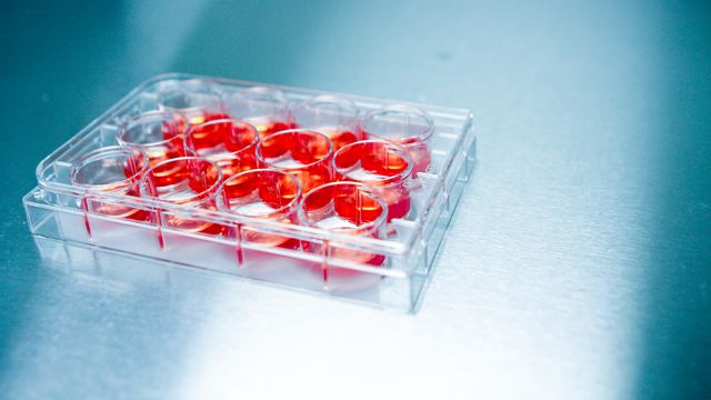 A 12-well plate containing cell culture media. 
