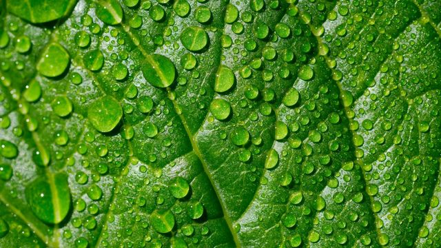 Water droplets resting on the detailed surface of a leaf. 