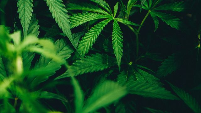 Cannabis use associated with higher risk of violence and victimization
