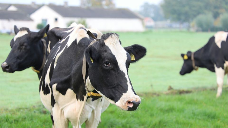 Three black and white dairy cows standing in a field.