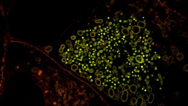 Würzburg Study Reveals Lipids Organize Chlamydia DNA