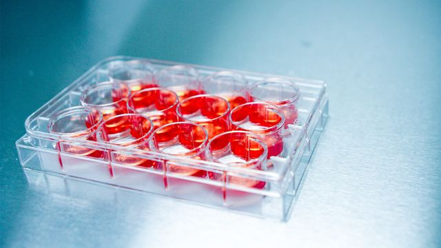 Cell culture plate containing red growth medium, representing organoid research. 