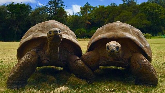 Two giant tortoises sitting side-by-side on a grassy field and looking at the camera. 