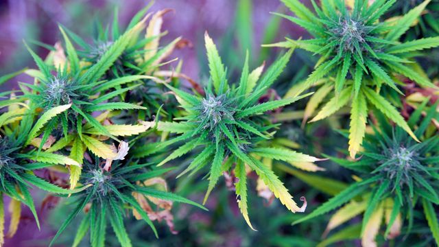 Cannabis plant with green, serrated leaves and flowering buds growing on multiple stems. 