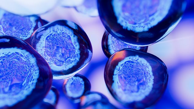 Close-up of cells with blue nuclei and darker blue cytoplasm in suspension. 
