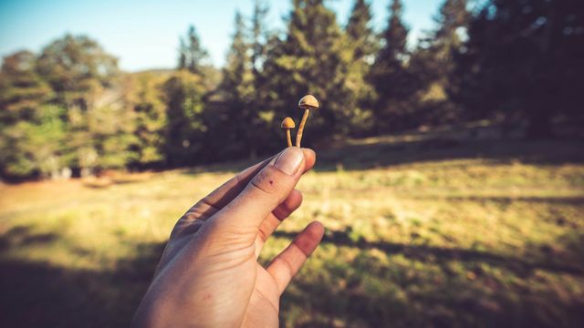 psilocybin-mushroom-unsplash-640x360.jpg?cb=20261014