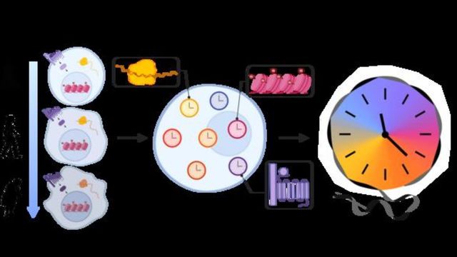 Illustration of transcriptomics and cellular aging, showing cell changes, gene expression, and biological clocks over time. 