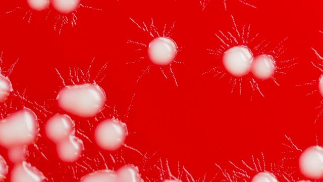 Close-up of Candida auris colonies growing on a blood agar plate. 