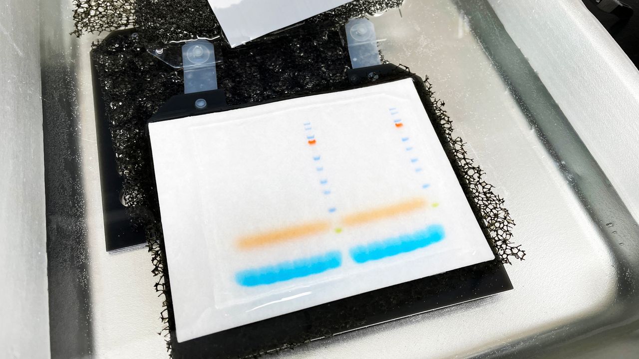 Logo for Western Blot